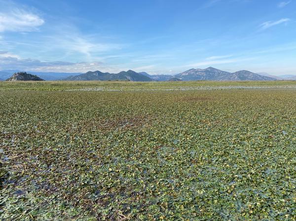 Lilypad covered water with mountains in background