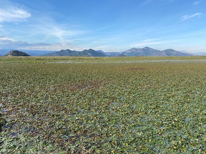 Lilypad covered water with mountains in background