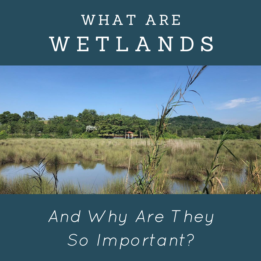 What are wetlands