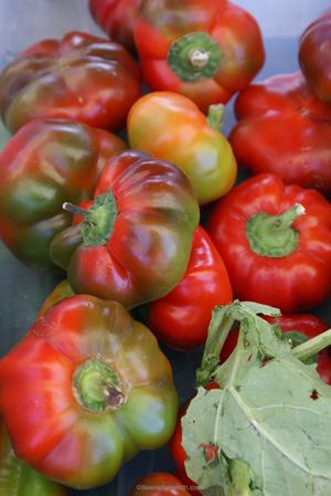 Vegetables/Peppers or tomatoes