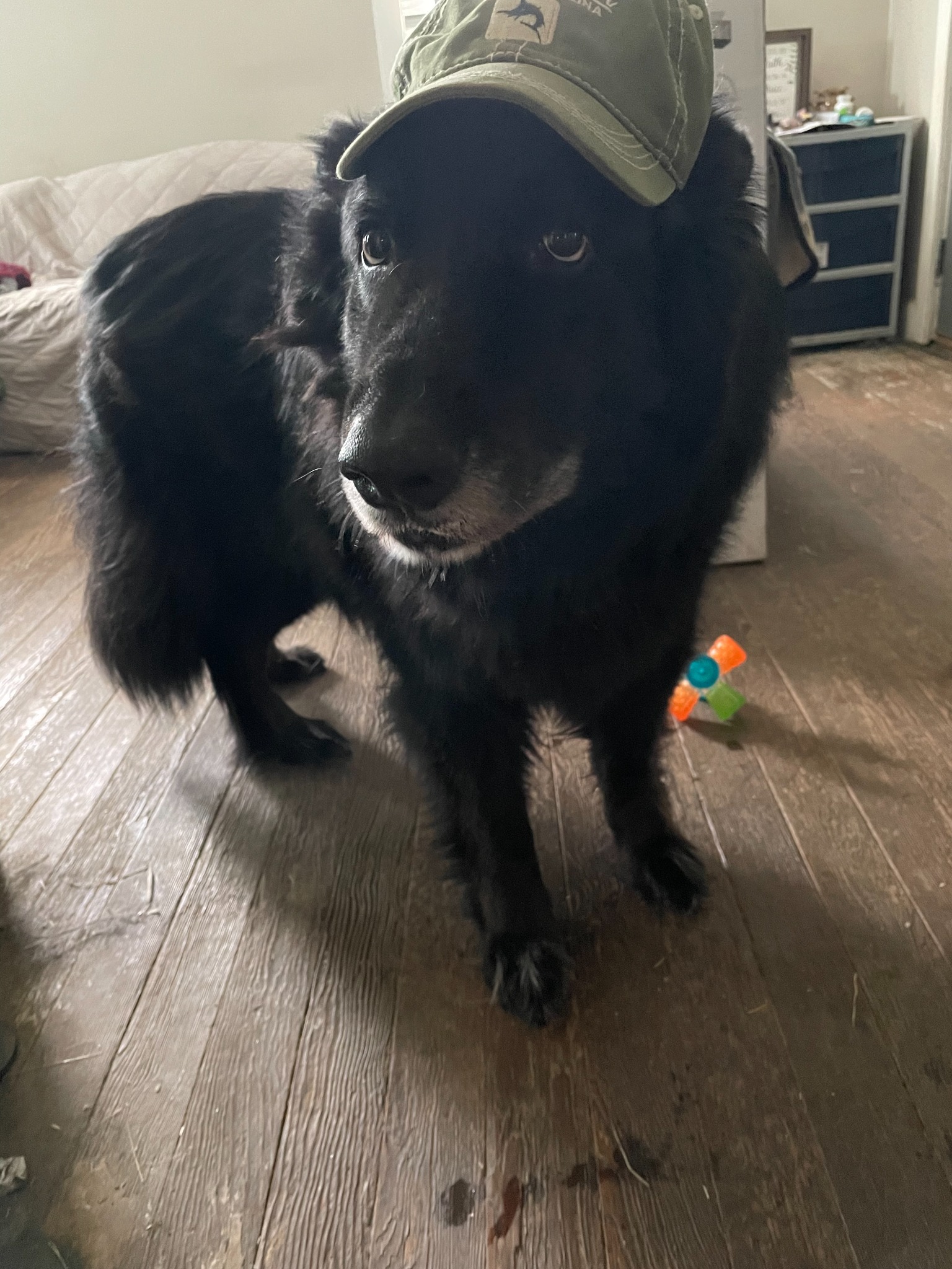 Shadow Bear in a pseudo birthday hat Shadow Bear in a pseudo birthday hat