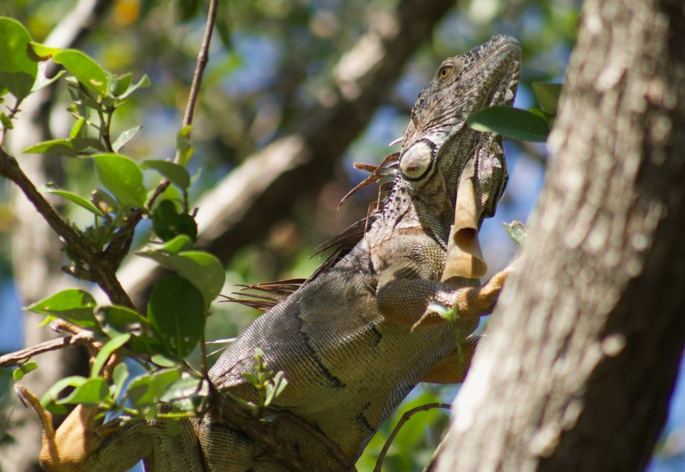 Large iguana in a tree at John Pennekamp Coral Reef State Park Large iguana in a tree at John Pennekamp Coral Reef State Park