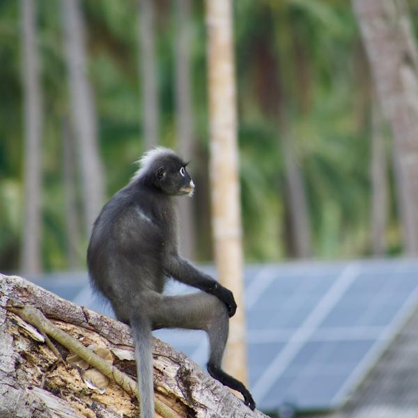 A dusky langur on Tonsai Beach, Krabi, Thailand
