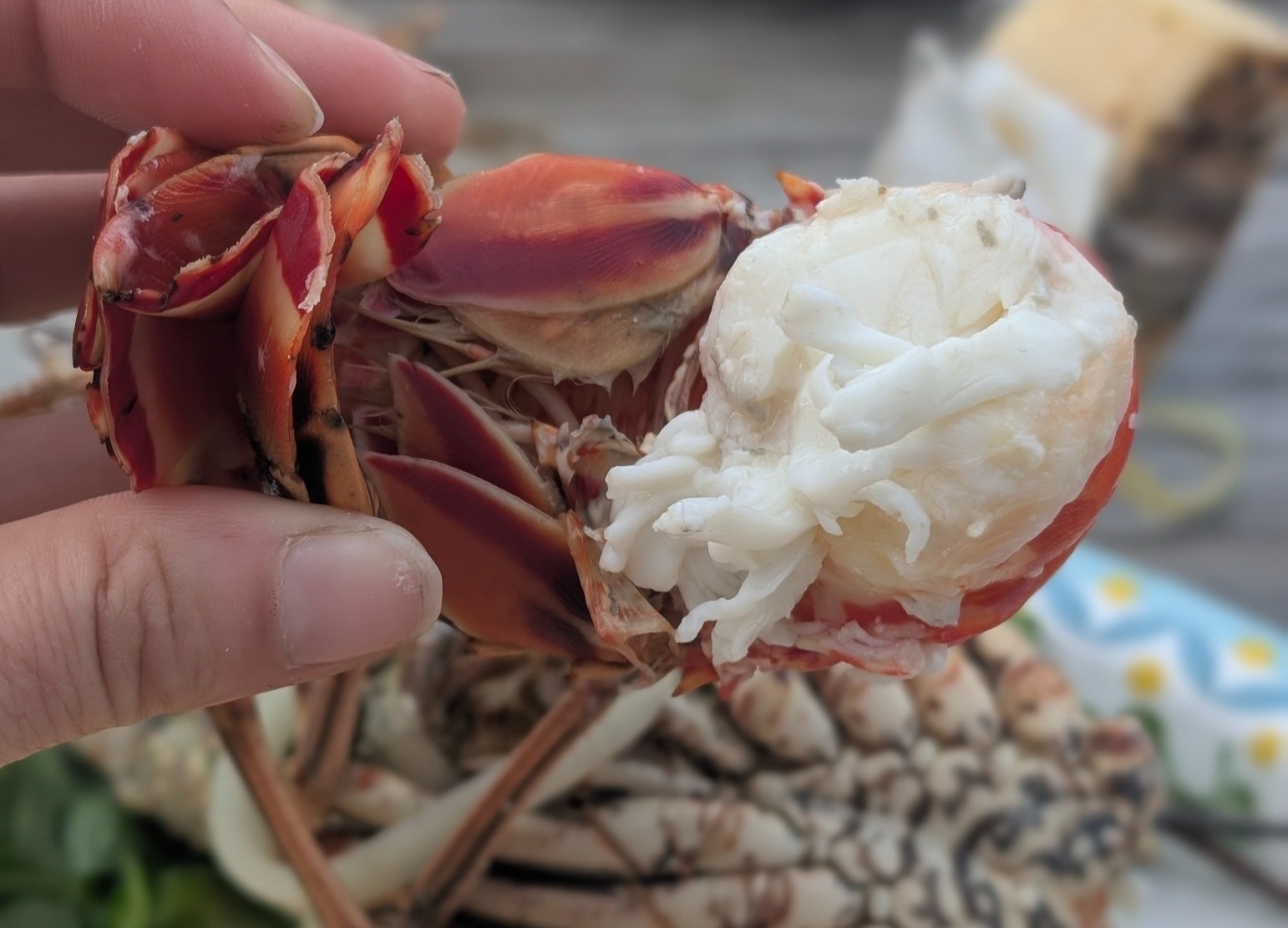 hand holding a lobster tail, cracked open with the cooked flesh visible hand holding a lobster tail, cracked open with the cooked flesh visible