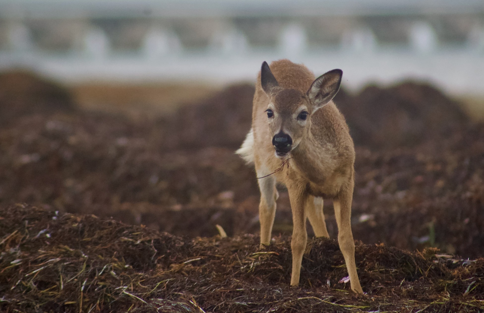 A tiny brown deer looks at the camera, a blade of dry seagrass hanging from its mouth. In the background is water and a bridge with a series of arches A tiny brown deer looks at the camera, a blade of dry seagrass hanging from its mouth. In the background is water and a bridge with a series of arches