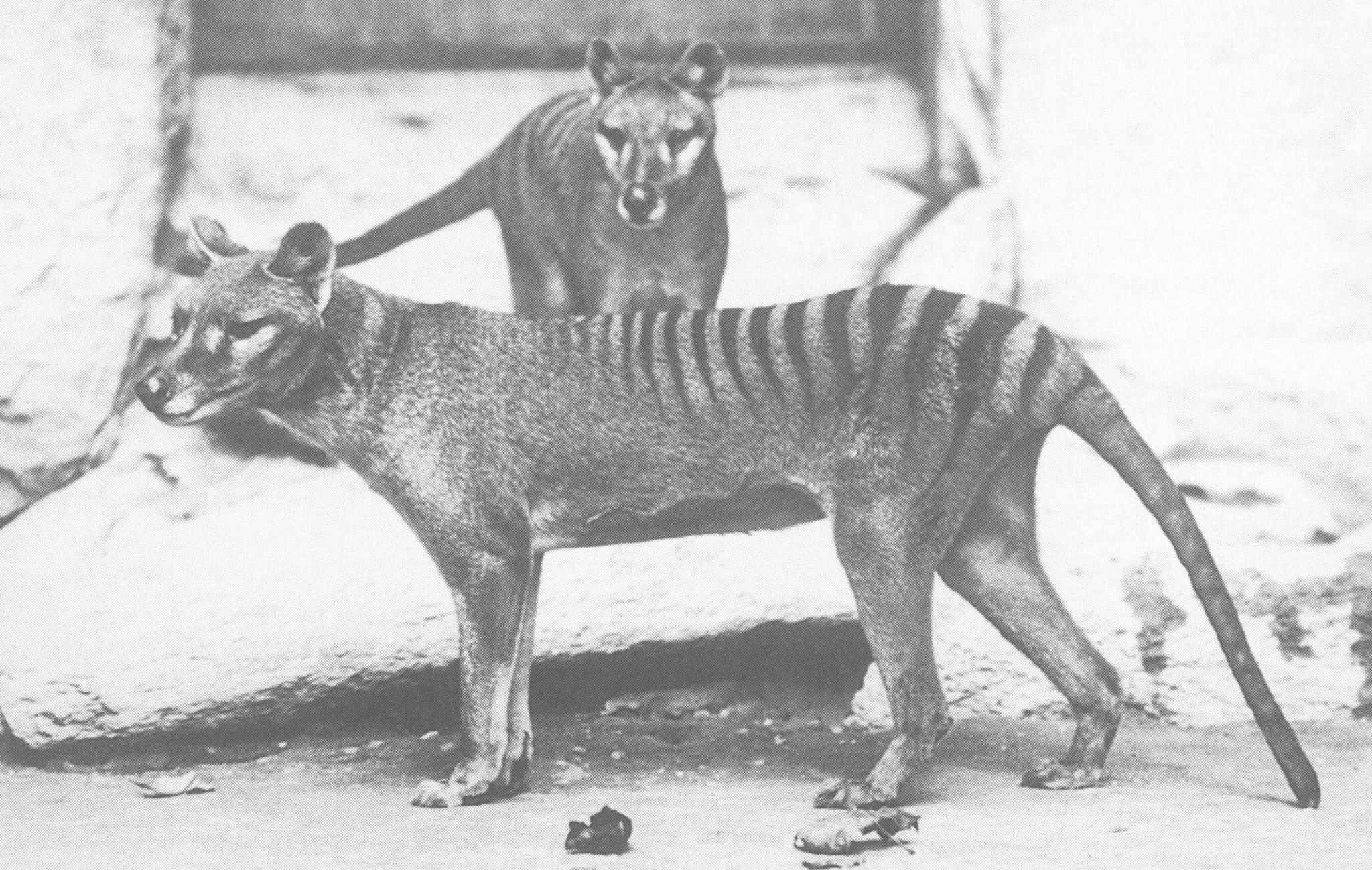 In search of the thylacine.. / Sofia Solovieva