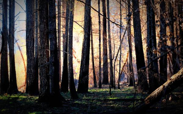 After the fires, forest of blackened trunks, golden light, new green life in  Annadel State Park