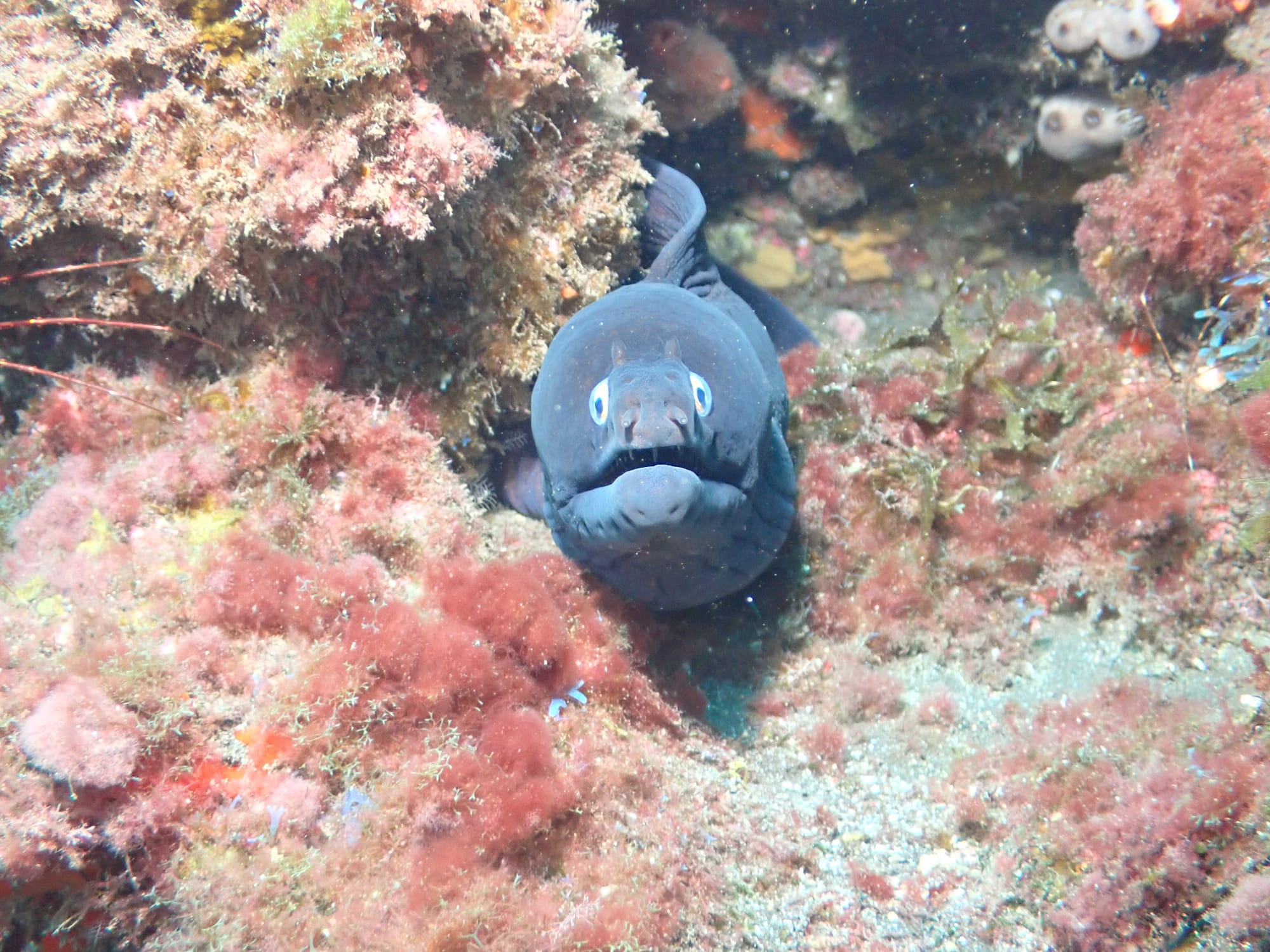 Blac Mooray Eel