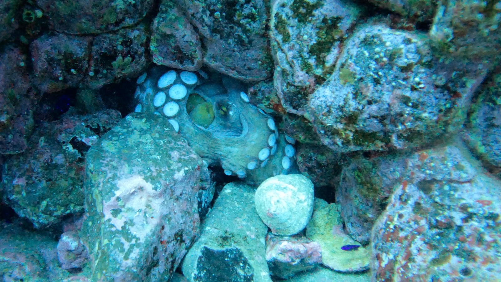 Rocks rocks...Its an huuge octopus!