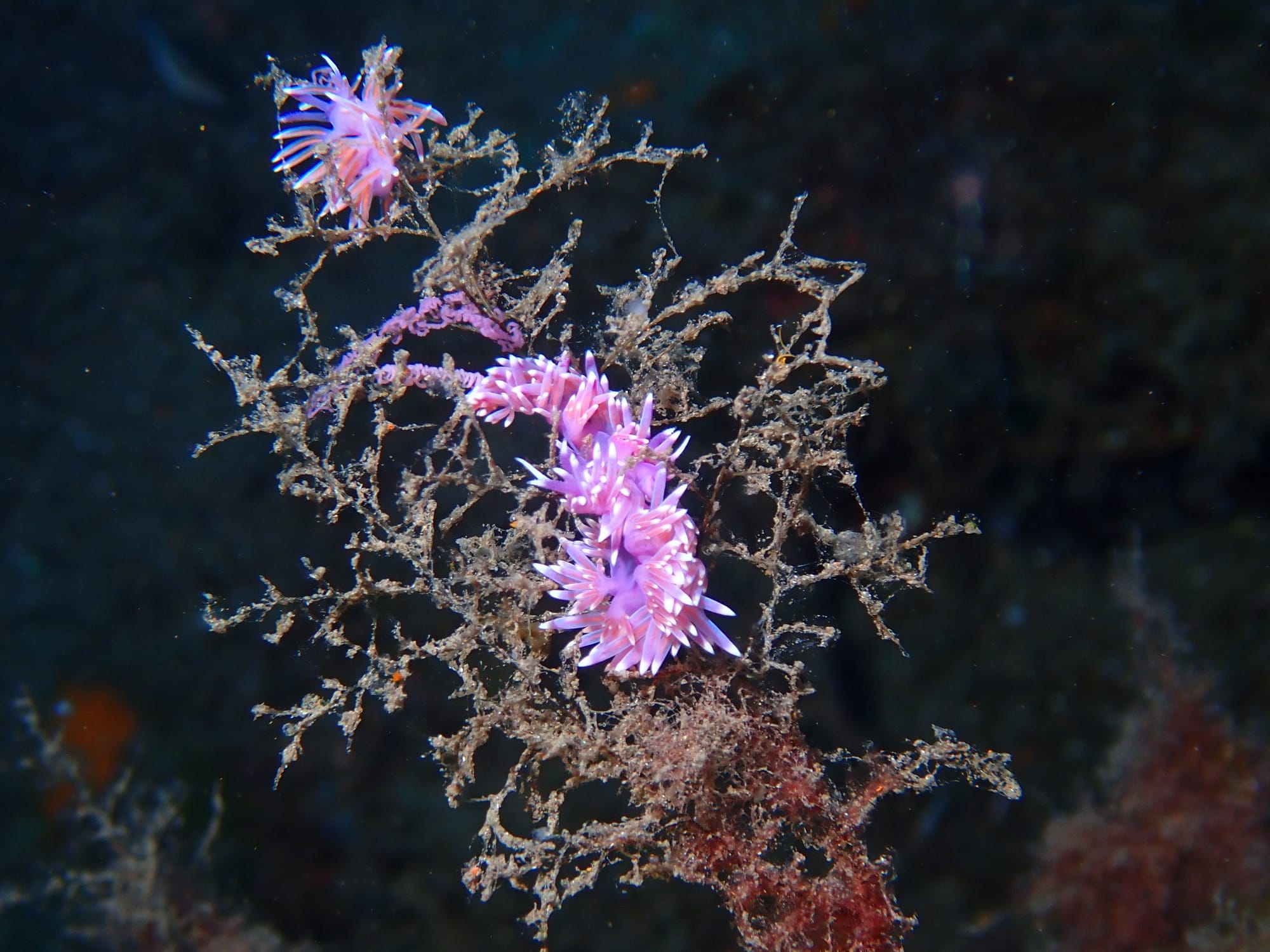 Nudi branch...