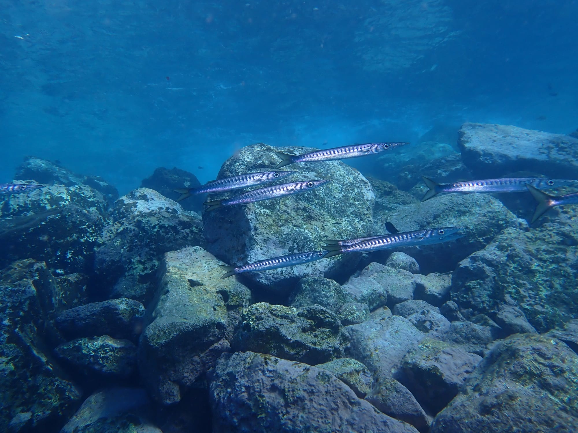Class of barracuda was accompanying us during this beautiful dive