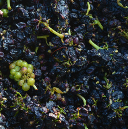 Like tiny deflated balloons, unripe fruit left intact