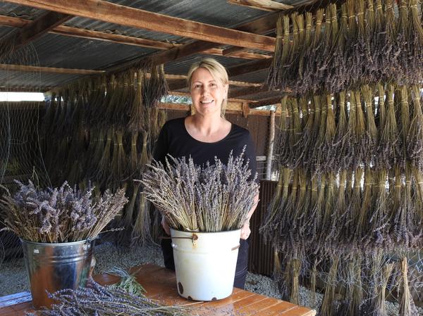 Kate Edwards lavender drying shed dried lavender