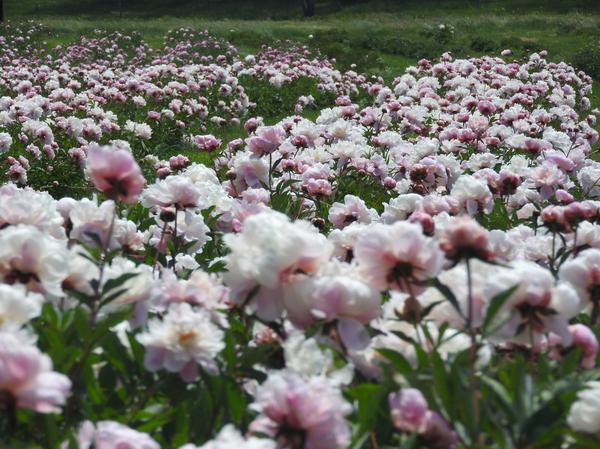 peonies, pink flowers, massed plantings of flowers