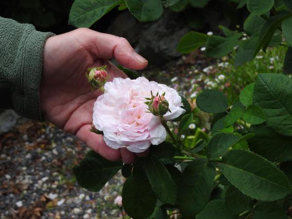 Sally Turton with the 'Chloris' rose.