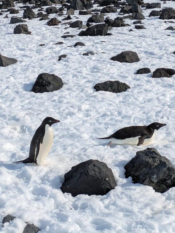 Photograph taken by Dr. Kristina Burrack of penguins in Antarctica Photograph taken by Dr. Kristina Burrack of penguins in Antarctica
