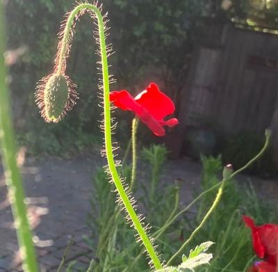 photograph of a poppy bud