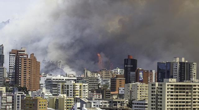 Los ecosistemas encarcelados de Quito