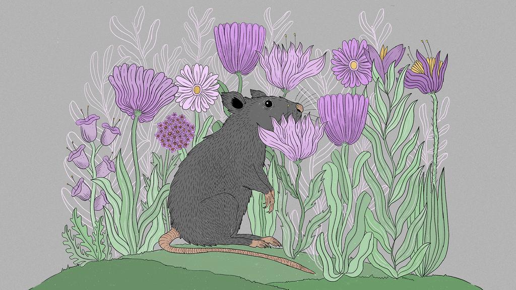 Rats in Paradise