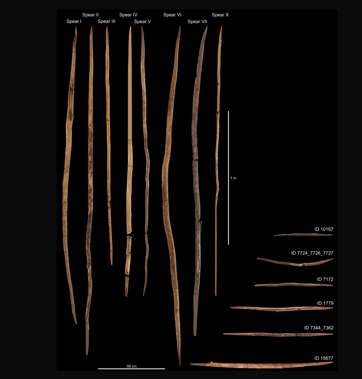The 35 wooden spears discovered in Schoningen were made by Neanderthals in the Stone Age, making the long, pointed sticks an advanced hunting tool and an interesting discovery.