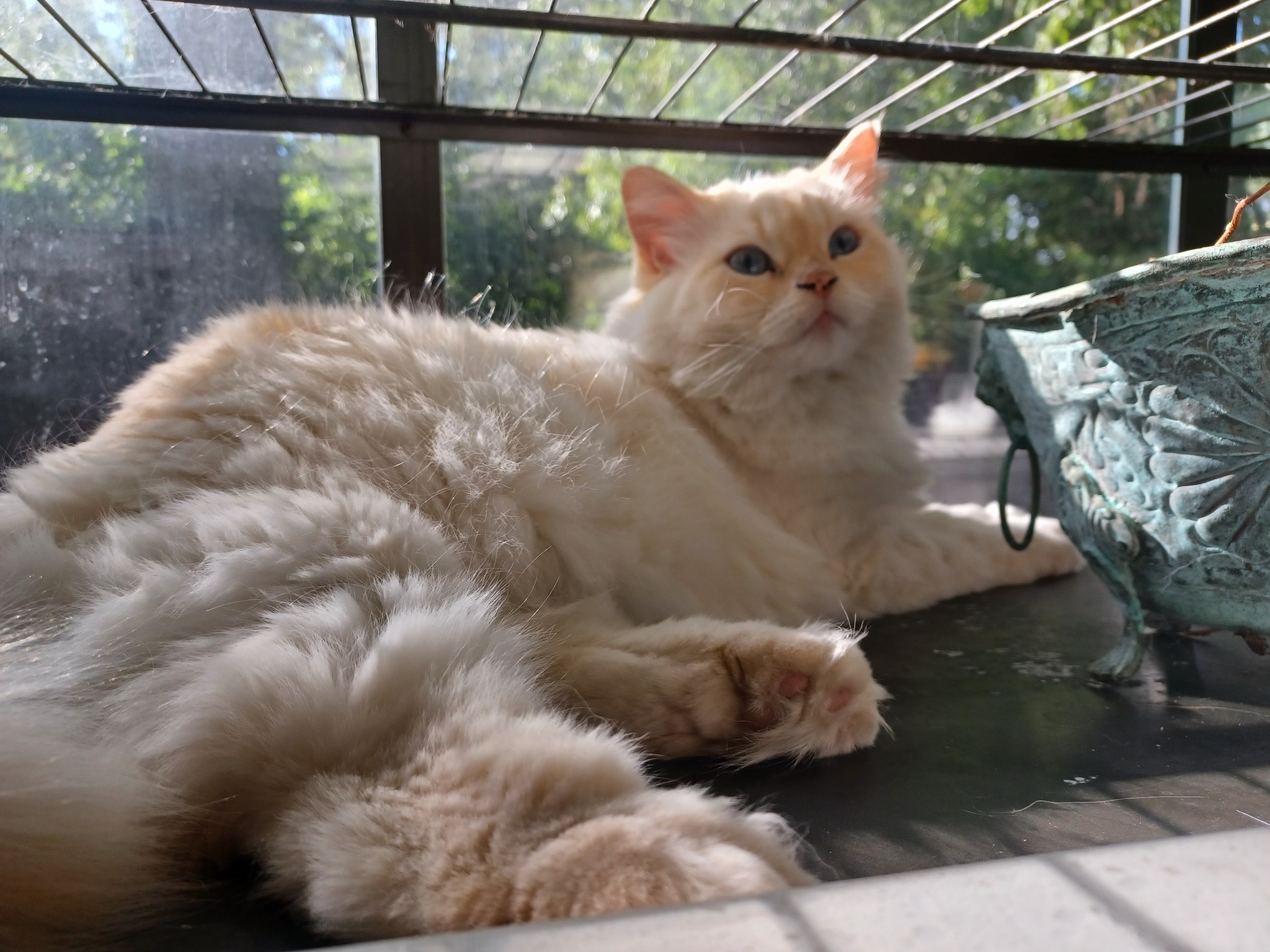 cat