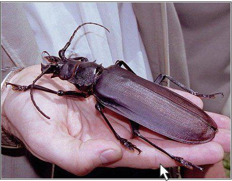 Meet The Biggest Beetle In The World! / Kevin Reed's Credits & Clips