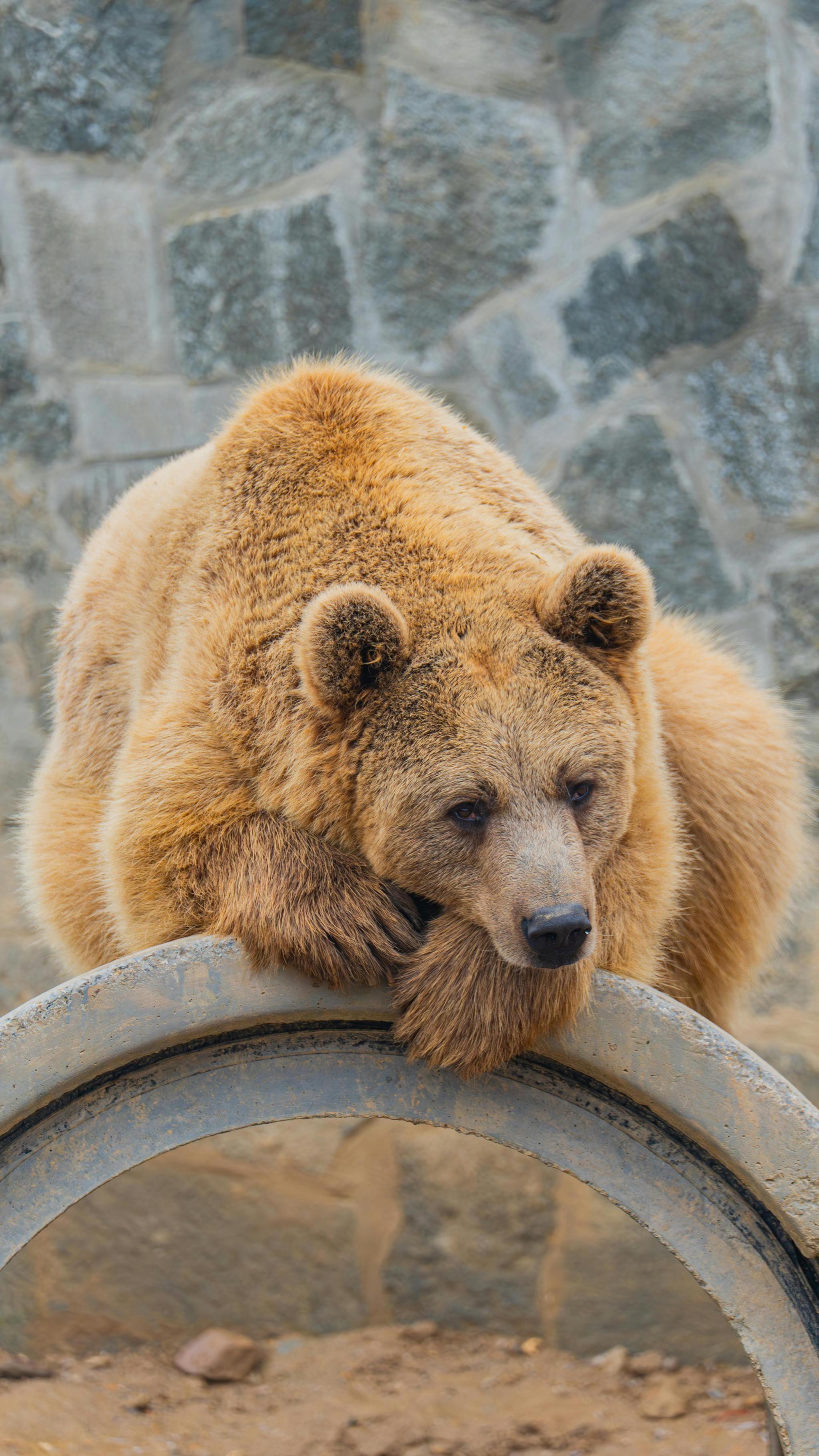 A large brown bear is seen outside on a gray ledge, with a stony background behind.