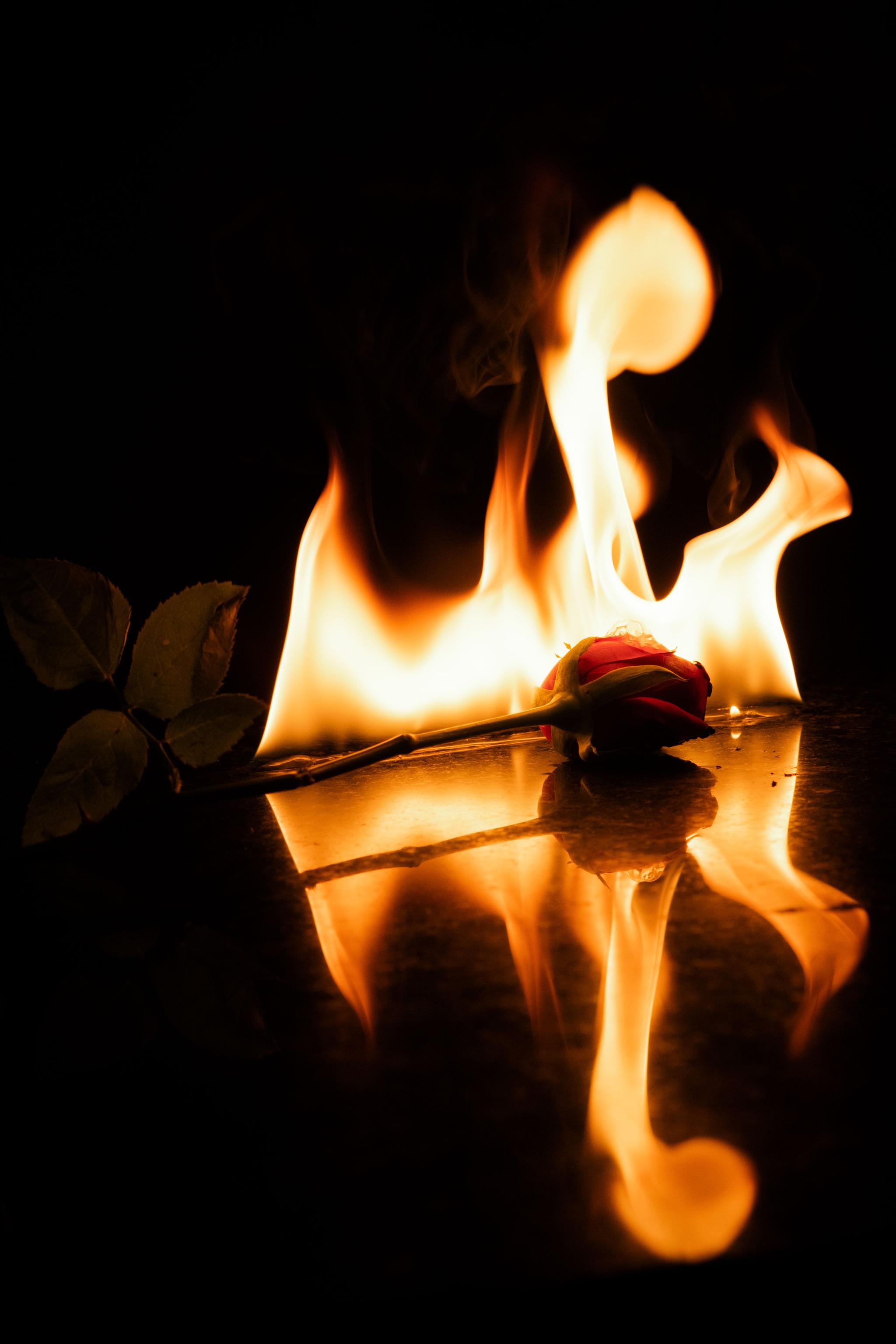 A red rose is seen, aflame.