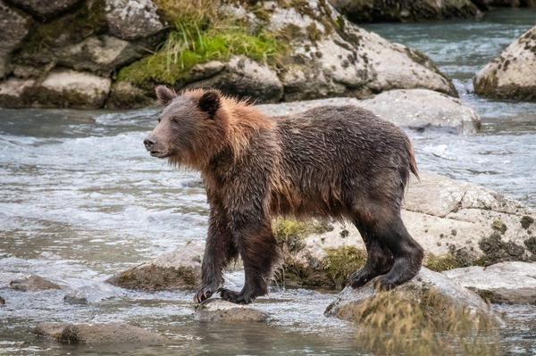 A young brown bear standing on a rock in the Chilkoot River near Haines, Alaska A young brown bear standing on a rock in the Chilkoot River near Haines, Alaska