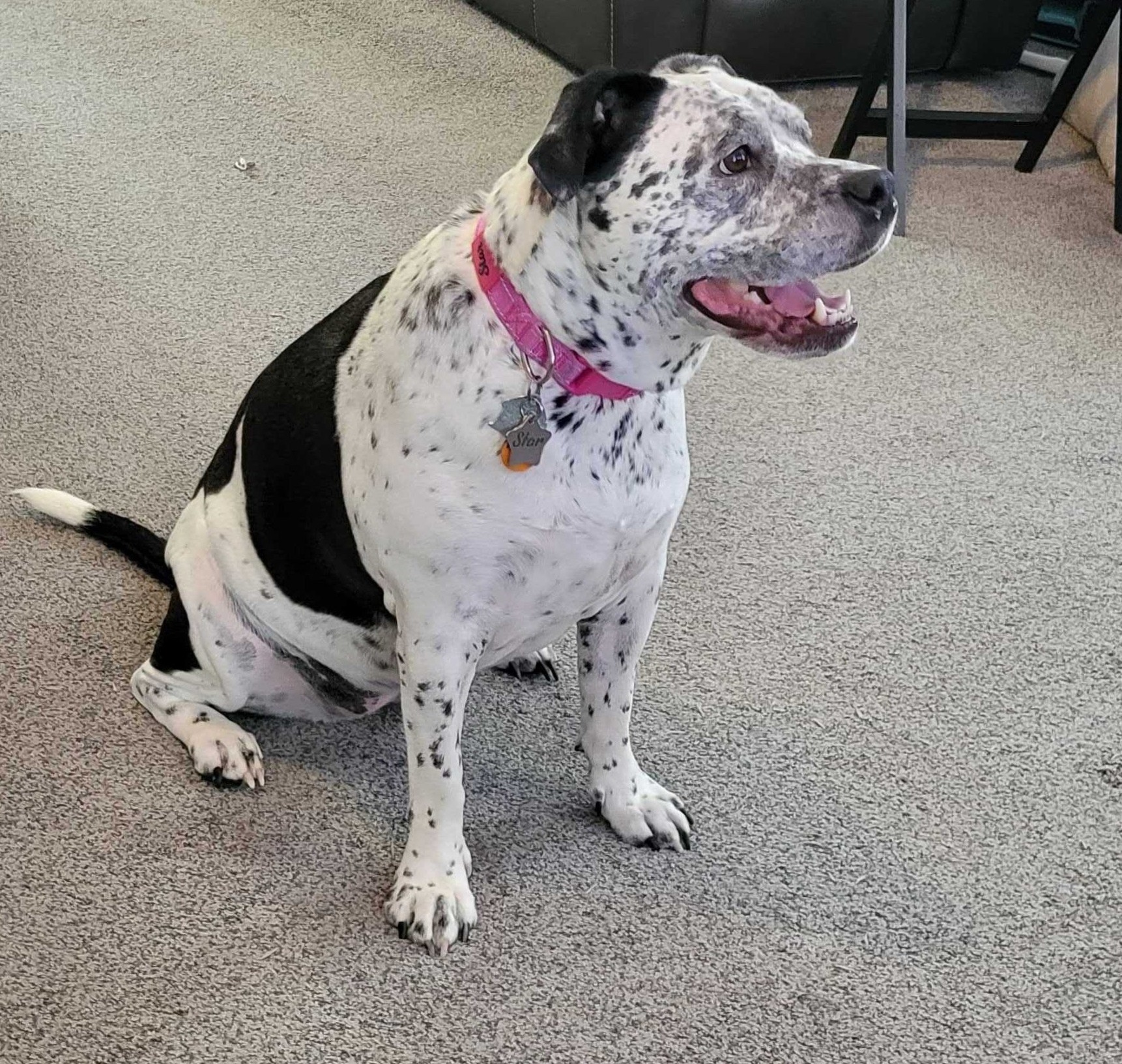 Nadira's dog Star, a Dalmatian-English bulldog mix. Nadira's dog Star, a Dalmatian-English bulldog mix.