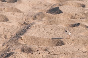 Cape Cod National Seashore (U.S. National Park Service)