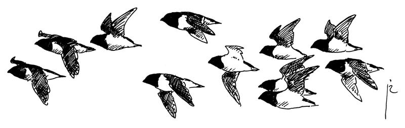 "Alle alle" by Jos Zwarts. Licensed under CC-BY 4.0 via Wikimedia Commons. "Alle alle" by Jos Zwarts. Licensed under CC-BY 4.0 via Wikimedia Commons.