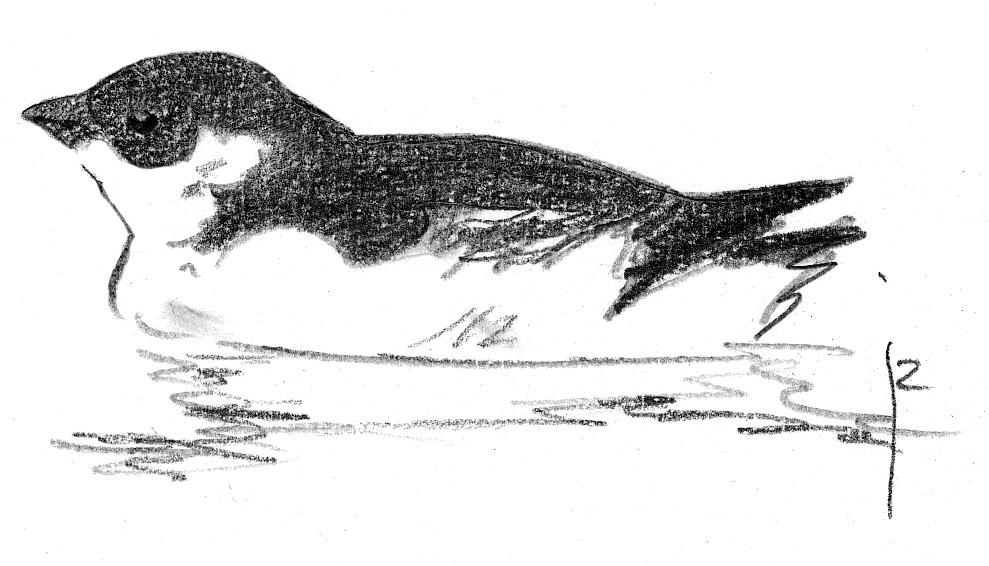 "Alle alle" by Jos Zwarts. Licensed under CC-BY 4.0 via Wikimedia Commons.