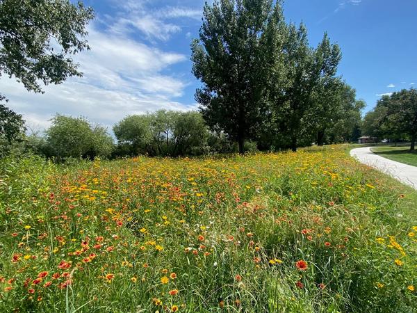 A native grass prairie in Denver's Rocky Mountain Lake Park.