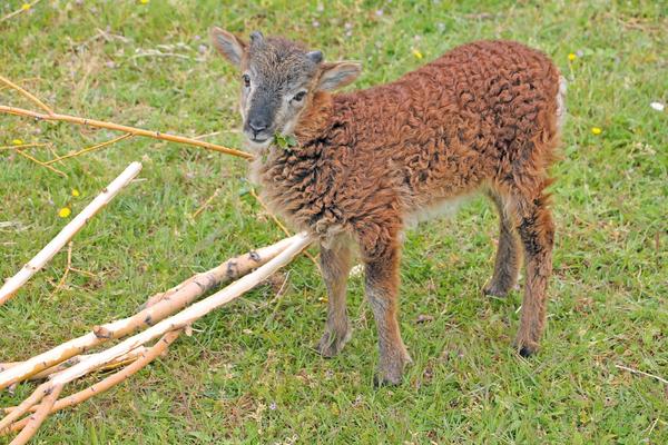 Écopâturage ENS Lyon