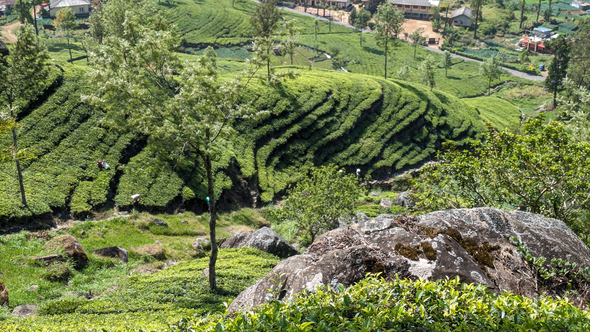 Sri Lanka - Tea fields