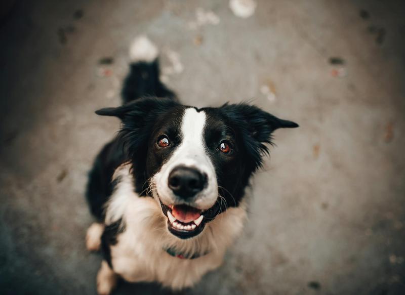 A black and white border collie eagerly staring up into the camera. A black and white border collie eagerly staring up into the camera.