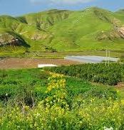 campo verde