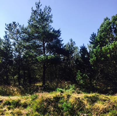 Hedelandskab i Nordjylland