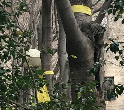 Des nœuds jaunes dans un arbre