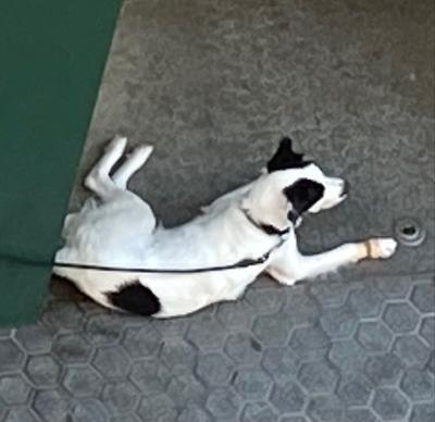 dog on a leash