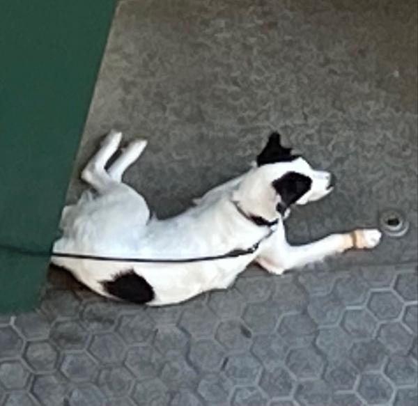 dog on a leash