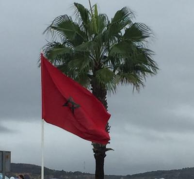Marokkos flag foran palme