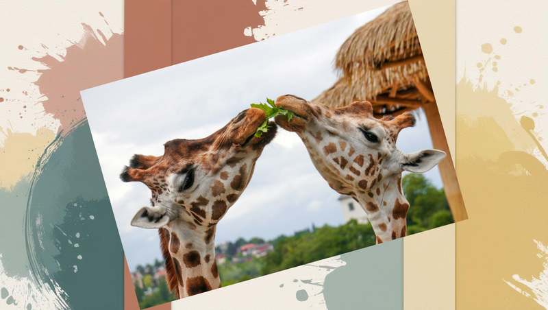 Two giraffes sharing the same leaf from a tree just like readers share blog posts that offer something worth ‘snacking’ on together.