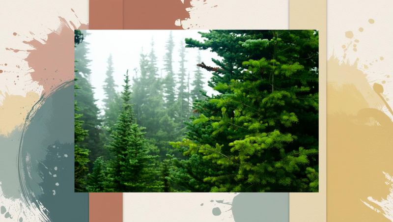 Evergreen trees under a bright daytime sky, symbolizing long-lasting blog content that stays relevant over time.