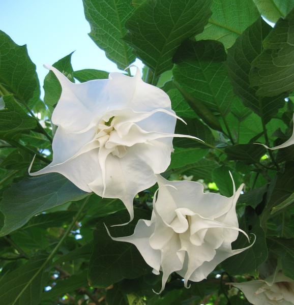White Flower