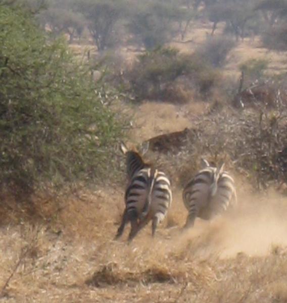 Zebra Flight