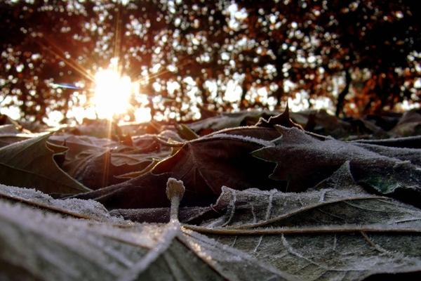 Crunchy autumn leaves on the ground in a woodland. The sun is poking through the trees behind.