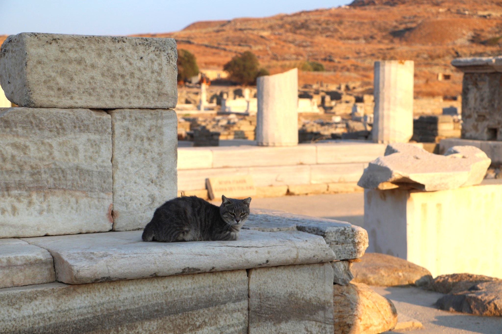 Cat at the ruins on Delos island, UNESCO world heritage-listed site in the Greek Islands