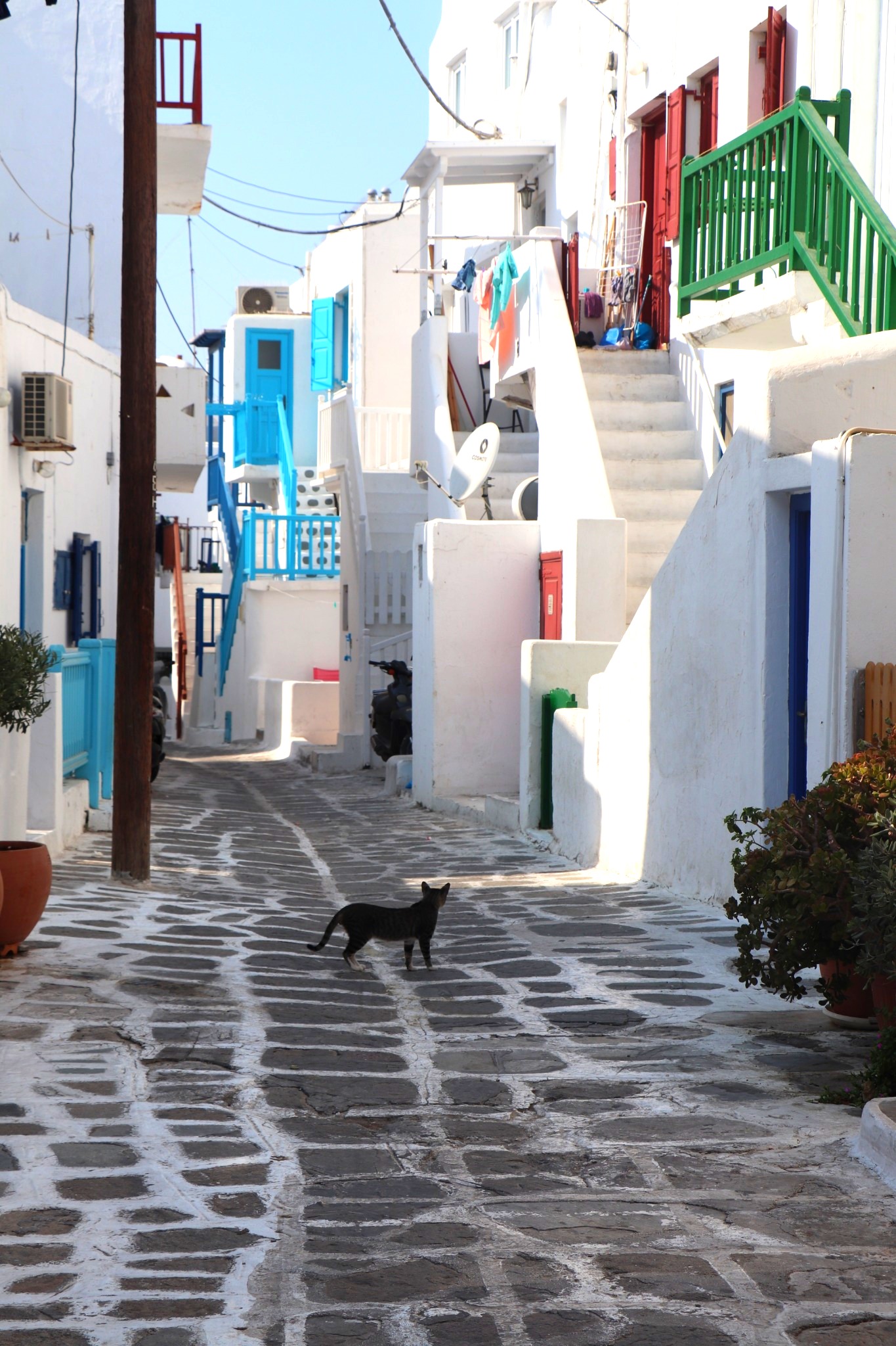 Cat in the streets of old town Chora, Mykonos Greece, Cyclades Islands